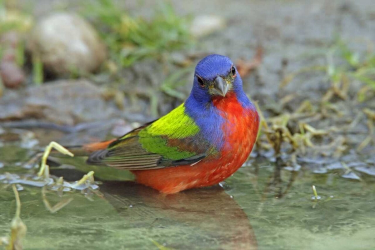 Texas, McMullen Co Painted bunting male bathing by Cathy - Gordon Illg - Item # VARPDXUS44BJA0141